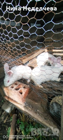 Зайци, снимка 2 - Други животни - 53218738