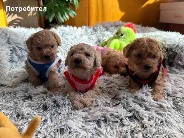 Пудел тойчета , снимка 8 - Пудели - 53762728