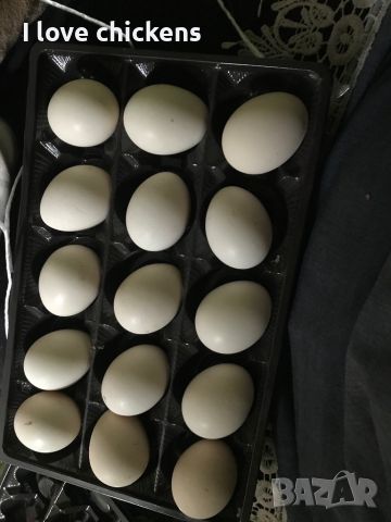 Внимавайте за тези яйца от Розкомб, снимка 4 - Кокошки и пуйки - 45207612