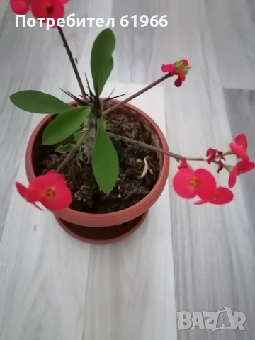 ИСУСОВ ВЕНЕЦ! Дървото на парите ! 