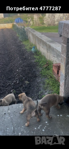 Кученца белгийска овчарка малиноа микс – пазачи, 50 дни, спешно“, снимка 4 - Белгийска овчарка - 54039876