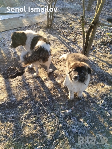 Каракачанска овчарка , снимка 7 - Каракачанска овчарка - 51987397