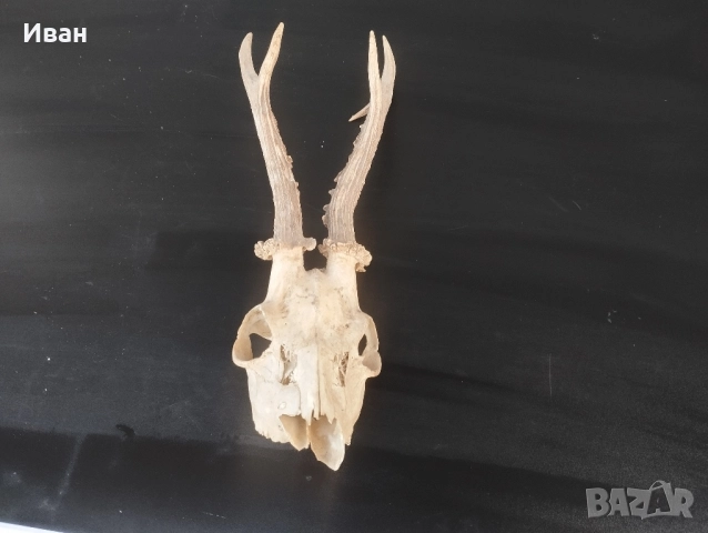 трофей от сръндак , снимка 6 - Антикварни и старинни предмети - 52557618