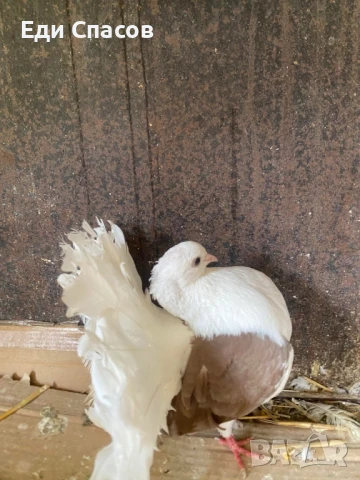Гълъби пауни чифт, снимка 1
