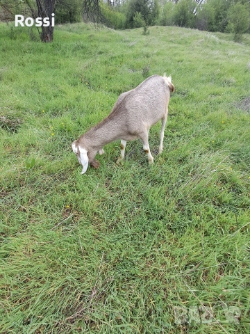 Англо-нубийско пръчле за разплод , снимка 2 - Кози - 54264772