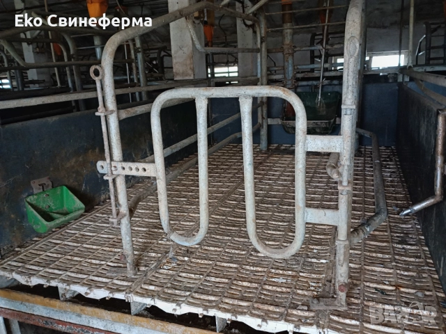 Повдигнат бокс свине майки лактиращи/млекарски/ - раждане и бозайници. 