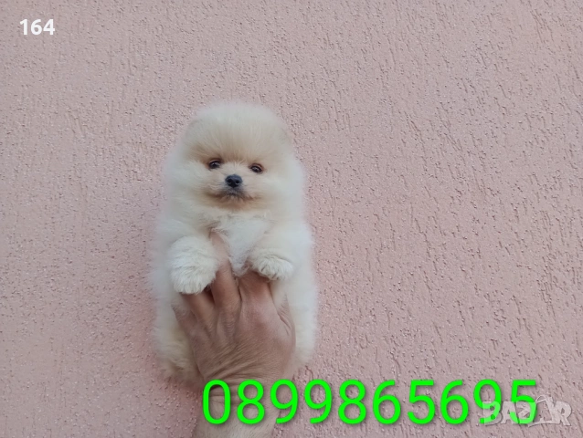 Померани. Реални снимки !!!  Момиче и момче., снимка 9 - Померан - 54150825