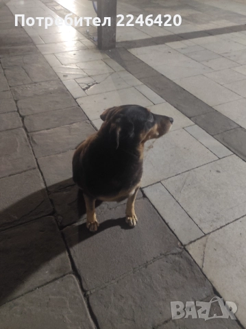 Бубка търси дом! , снимка 2 - Други - 52928376