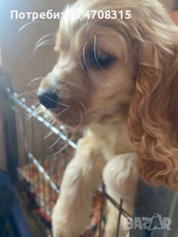 Кокер шпаньол момченце ваксина , снимка 3 - Кокер шпаньол - 54098870