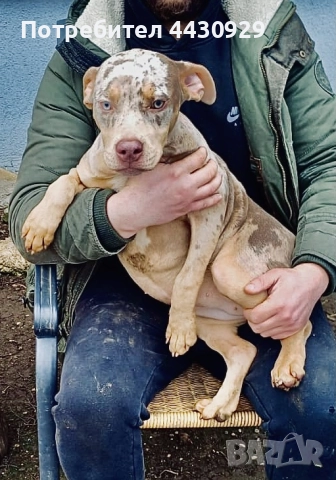 Американско були XL, снимка 7 - Други - 52951113