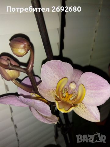 Орхидеи с два цветоноса, снимка 4 - Стайни растения - 45097417