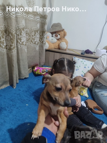 Пинчери , снимка 3 - Пинчер - 52860275