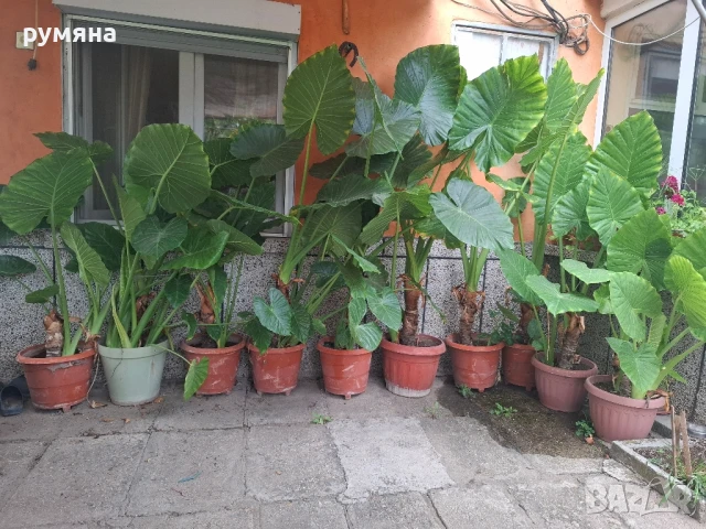Трилистници от 1.20м до 2м , снимка 4 - Стайни растения - 38399650