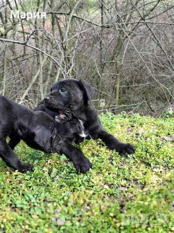 Кане Корсо- Италиано, снимка 4 - Кане корсо - 53401347