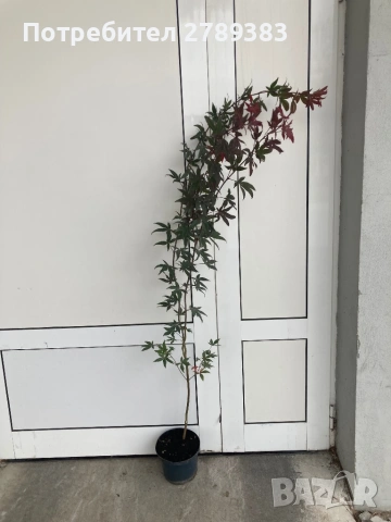 Червенолистен Японски клен, снимка 7 - Градински цветя и растения - 53071692