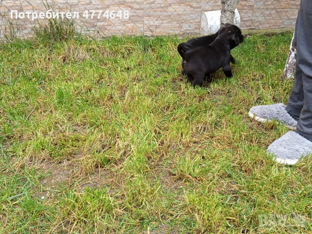 Кане корсо, снимка 11 - Кане корсо - 53966614