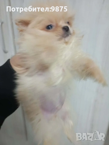 Продавам померан, снимка 3 - Померан - 53219514