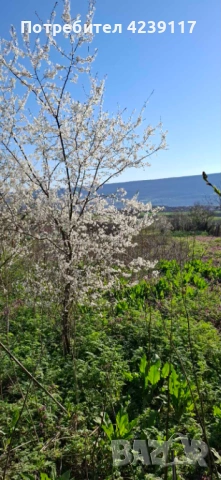 Собственик продава Дворно Място в с. Рогачево, снимка 8 - Парцели - 54112941