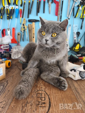 Мъжки британец за разплод