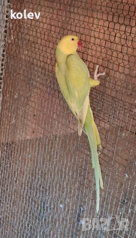 Папагал Малък Александър /женска 2г., снимка 3 - Папагали - 43090136