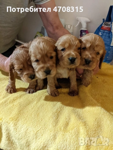 Кокер  шпаньол чистокръвно момченце, снимка 8 - Кокер шпаньол - 53475182