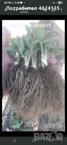 Продавам разсад ягоди и малини , снимка 5 - Сортови семена и луковици - 53738570