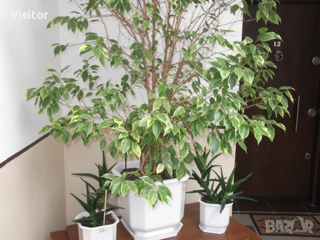 FujiFilm  FinePix C10   -  10MPx, снимка 14 - Фотоапарати - 54242260