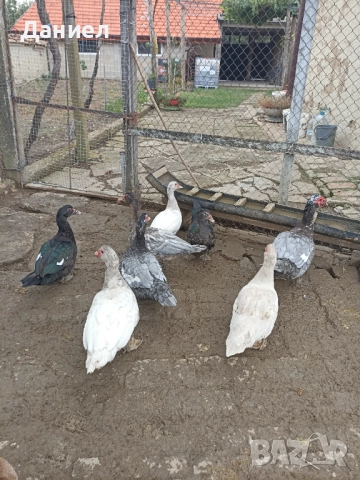 Мускусни патици(Неми), снимка 4 - Други животни - 51877410