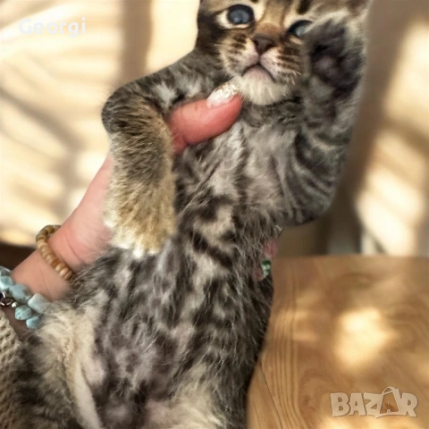 Бенгалски котета 5 седмични, снимка 3 - Бенгалски - 53458423