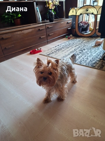 Йоркширски териер, снимка 8 - За кучета - 53807881