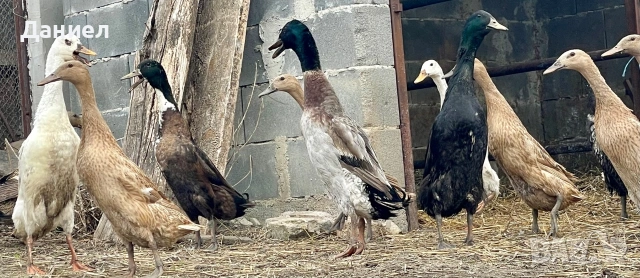 Яйца от Индийски бегач, снимка 5 - Патици и гъски - 54117284