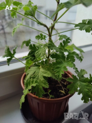 Продавам цветя Индрише - 7 бр. налични, снимка 3 - Стайни растения - 48459167