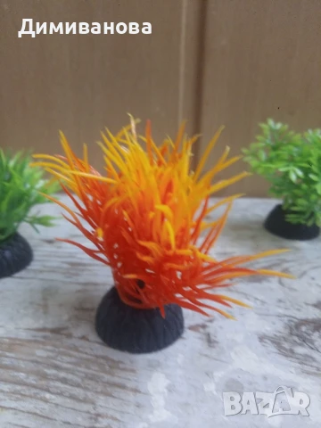 4 малки водорасли за аквариум, снимка 3 - Оборудване за аквариуми - 51410804