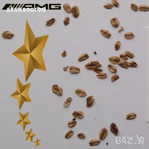 15 x семена гигантска секвоя мамутово дърво sequoiadendron giganteum за декорация на двора, снимка 4 - Сортови семена и луковици - 49826111