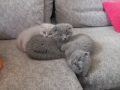 Шотландски клепоухи котета , снимка 16