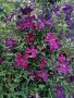 Градински цветя-пасифлори, клематиси, хортензия, снимка 1 - Градински цветя и растения - 45974581