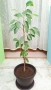 Бенджамин, Хлорофитум, Бегония, Женшен, Фикус , снимка 11