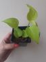 Сциндапсус, scindapsus neon, снимка 1 - Стайни растения - 45839753