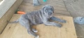 Cane Corso Italiano, снимка 1