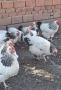 продавам млади домашно гледани пуйки пуяци петли кокошки , снимка 17
