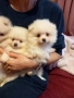 продавам малки мини померани , снимка 6