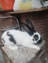 Продавам зайци, снимка 2