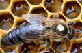 Пчелни отводки, снимка 1 - За пчели - 45325584