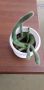 Кактус, снимка 1 - Стайни растения - 45116053