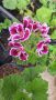 Кралско Мушкато, снимка 1 - Градински цветя и растения - 45430186