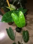 Philodendron Burle Marx , снимка 2