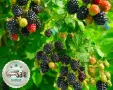 Висококачествени нови семена от хранителна Къпина без бодли Rubus rusticanus 50+ семена антиоксидант, снимка 2