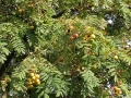 Скруша - sorbus domestica, снимка 4