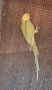 Папагал Малък Александър /женска 2г., снимка 3