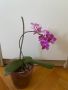 Орхидея Фаленопсис, снимка 2